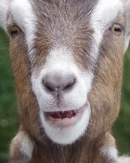 Buy LIVE TOGGENBURG GOAT online