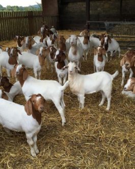 Buy PURE BREED BOER GOAT online