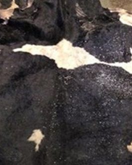 Buy Wet salted Cow Hides online